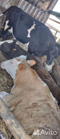 Тёлки стельных Свиньи дюрки от 100 кг ж а