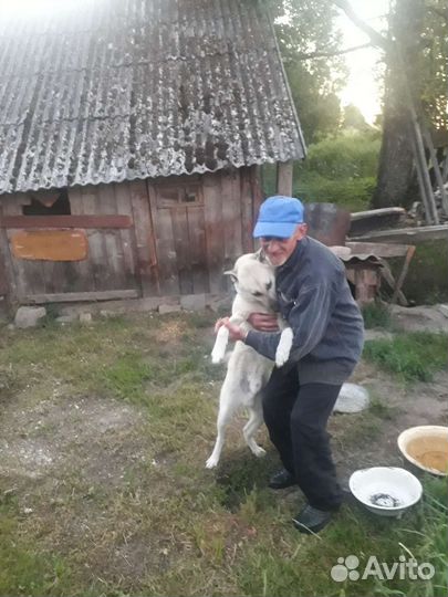 Собака в добрые руки отдам бесплатно