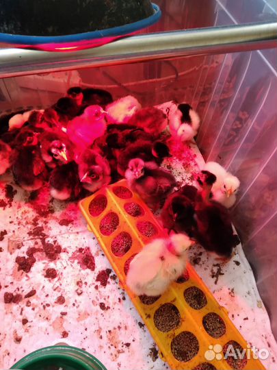 Петушки полгода