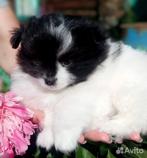 Собаки щенки шпиц