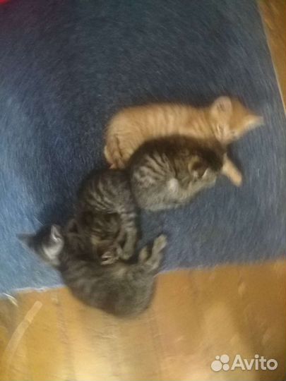 Котята дaром