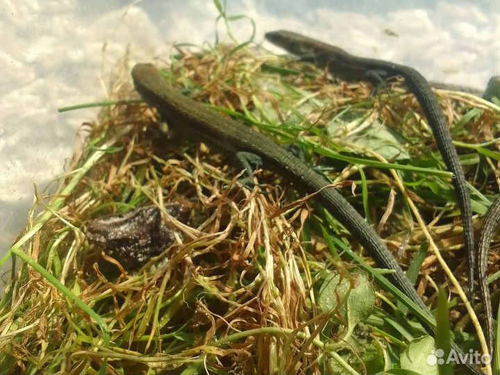 Ящерки прыткие