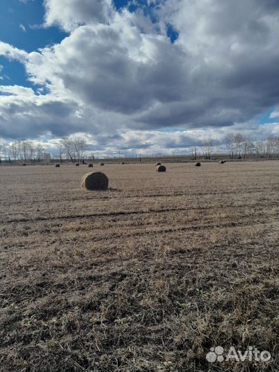 Сено в рулонах