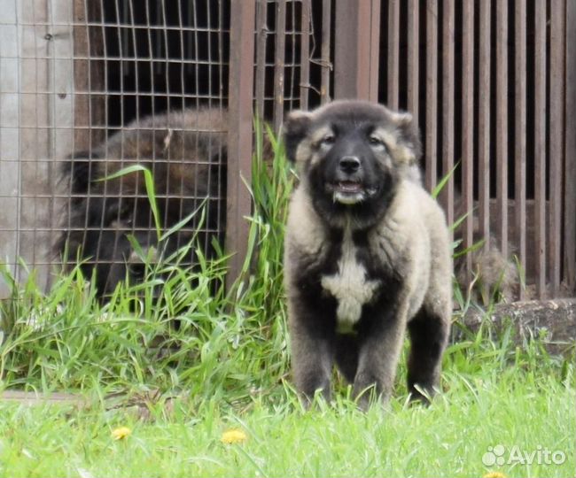 Щенки кавказской овчарки