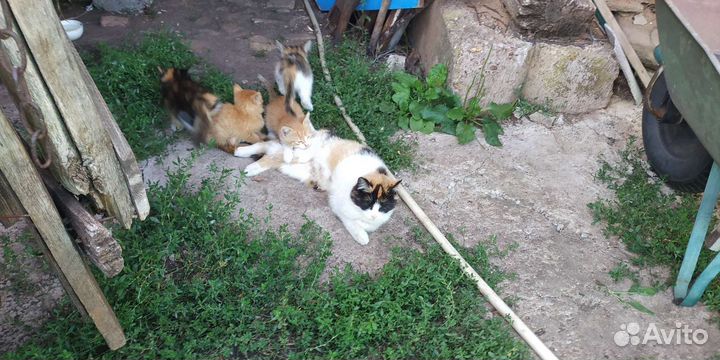 Котята в добрые руки