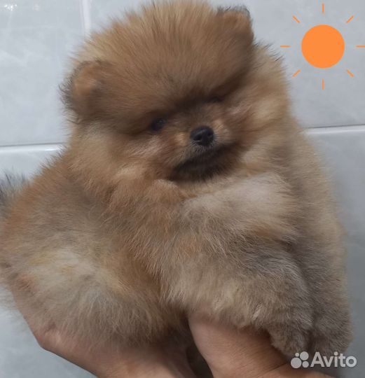 Померанский шпиц