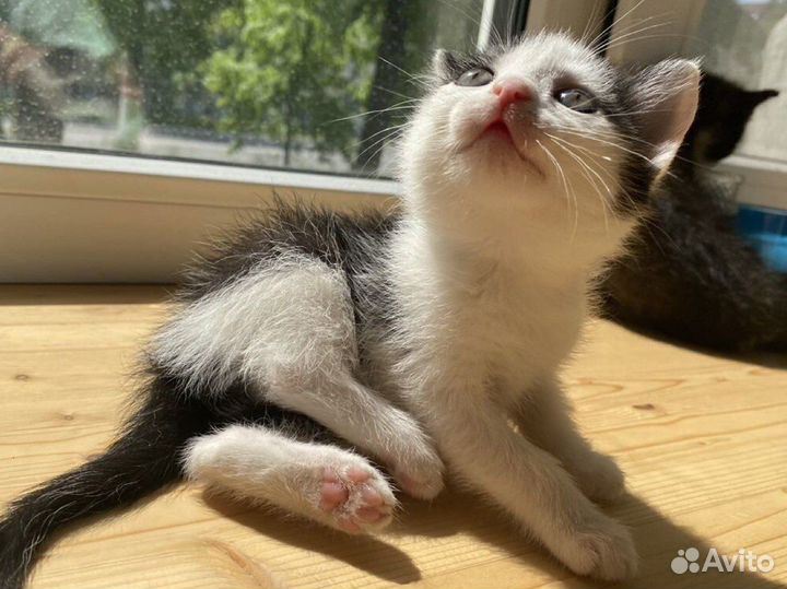 Котята ищут хозяев, отдаем в добрые руки