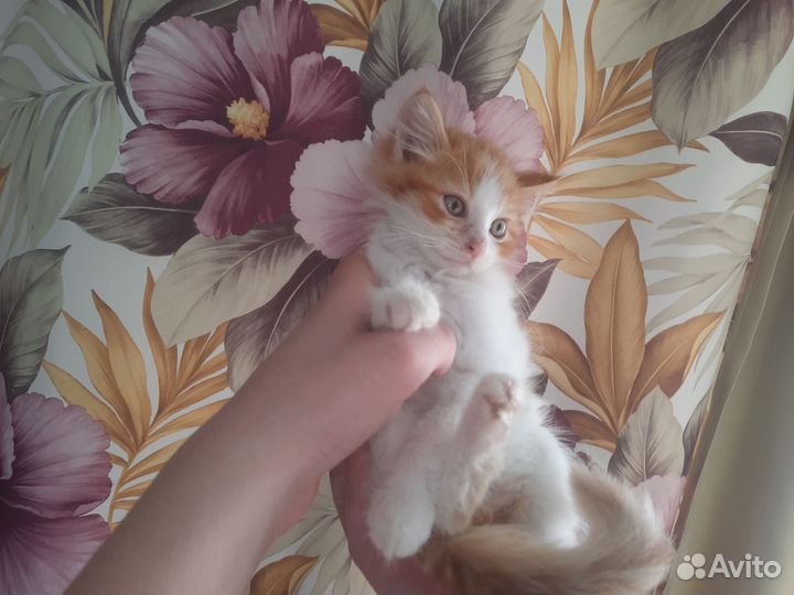 Котята в добрые руки Выборг и Выборгский район