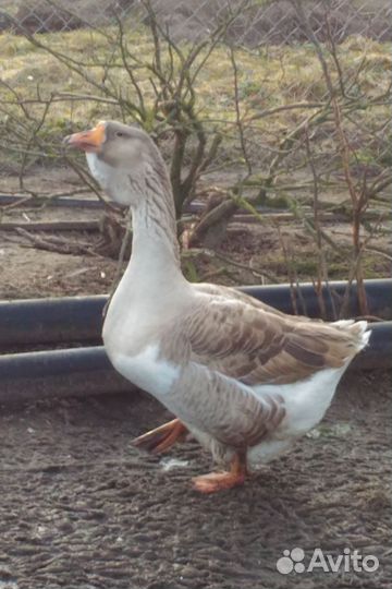 Гусыня породы Большая Львинная Голова