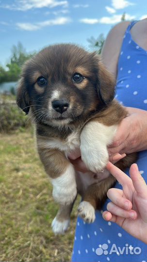 Щеночки в добрые руки