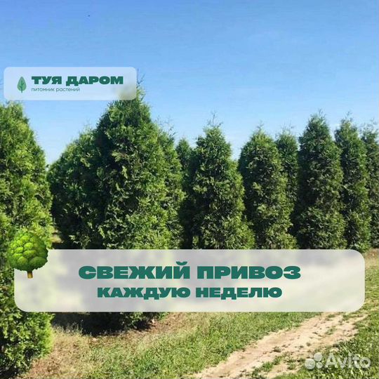 Туя смарагд 160 см