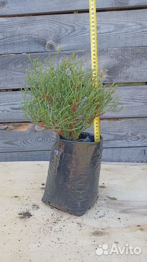 Туи шаровидные