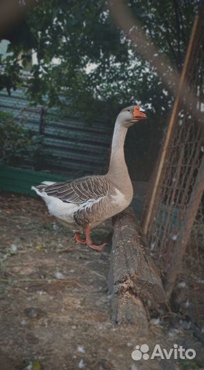 Холмогорский гусь