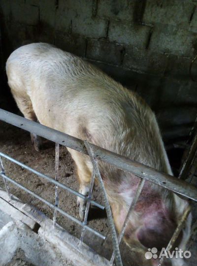 Хряк на племя