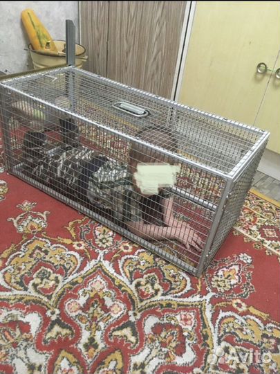 Котоловка