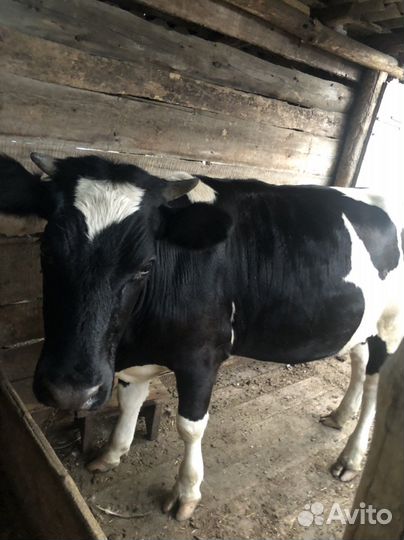 Стельная нетель