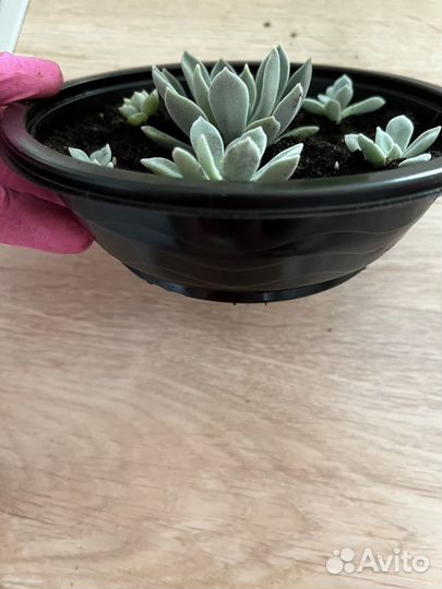 Суккуленты