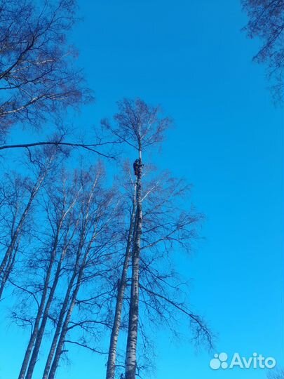 Спил деревьев частями