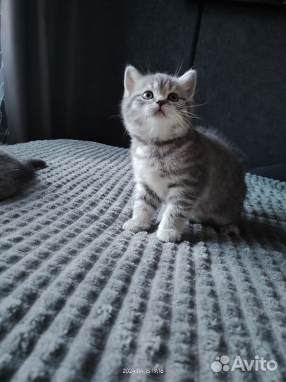 Шотландские котята