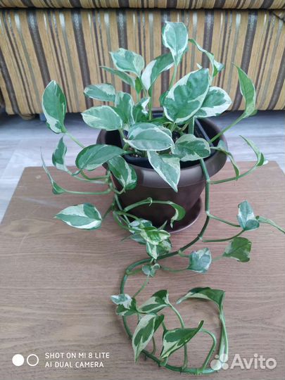 Сциндапсусы эпипремнумы пеперомии