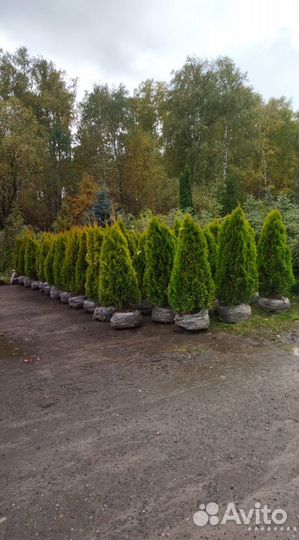 Туя Голден Смарагд