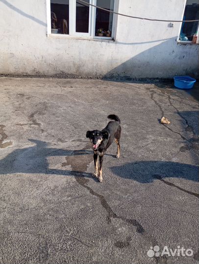 Барби в поисках дома