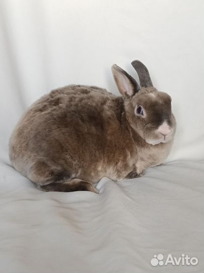 Нидерландский кролик