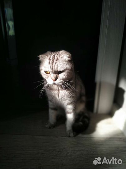 Шотландская вислоухая кошка в добрые руки