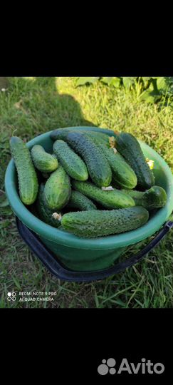 Огурцы свежие домашние