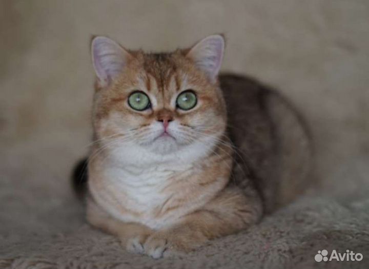 Золотая шиншилла девочка