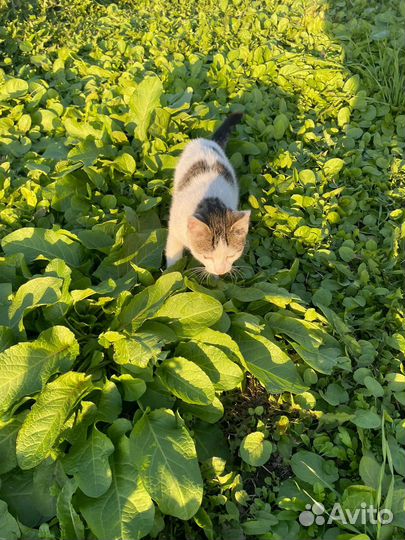 Котенок потеряшка