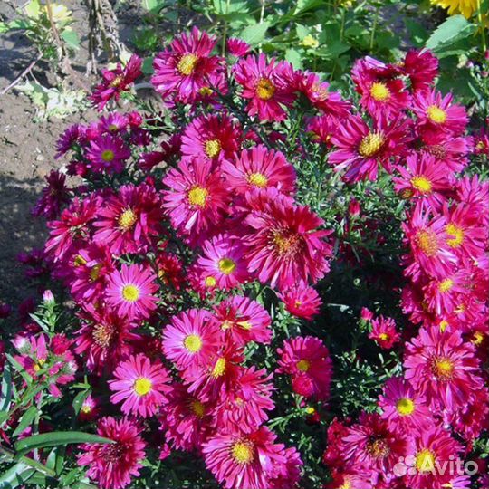 Астры многолетние