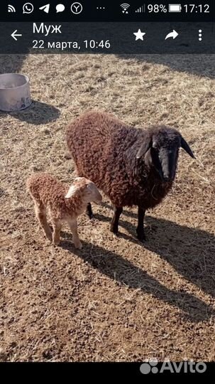 Овца с ягненком, Козленок 2 месяца