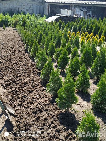 Туя смарагд, колумна