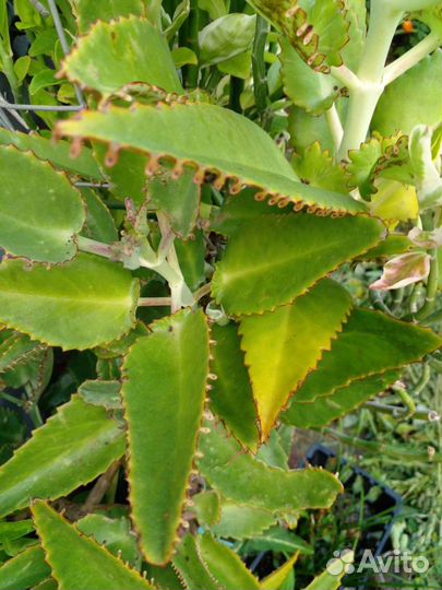 Каланхоэ декоративный вид, обычный каланхоэ