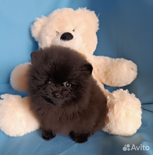 Померанский шпиц мини