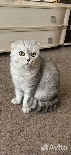 Шотландские