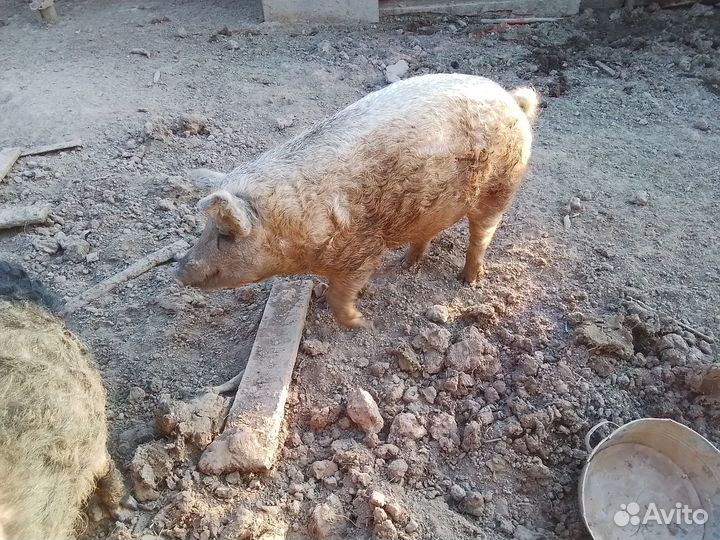 Свиньи венгерской мангалицы и поросята