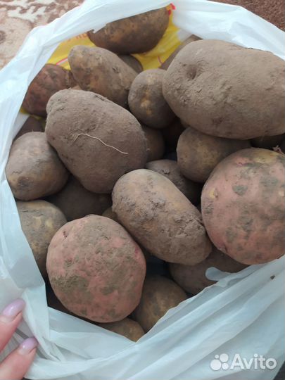 Продам картофель
