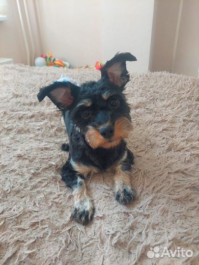 Йоркширский терьер девочка