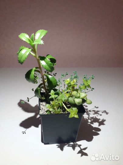 Кактусы и суккуленты