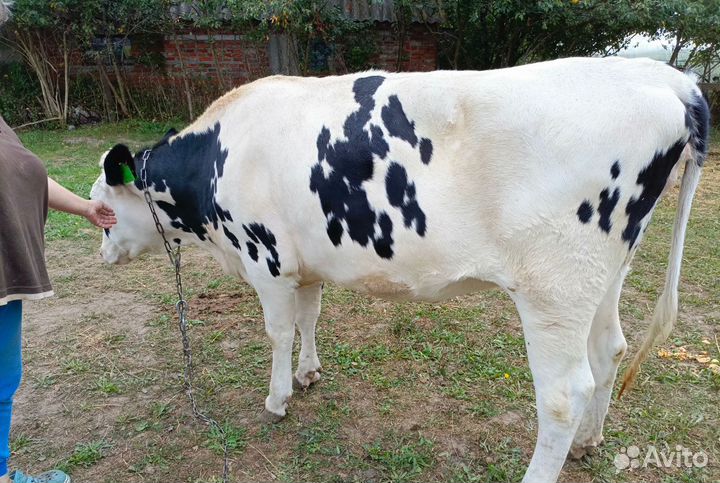 Продам телку