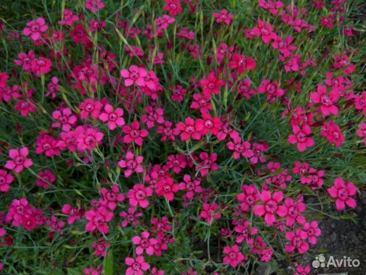 Гвоздика травянка