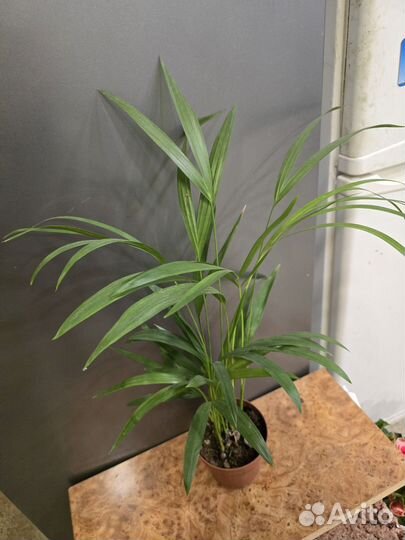 Пальма арека дипсис Dypsis