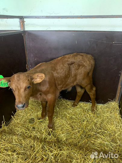 Телята бычки тёлки