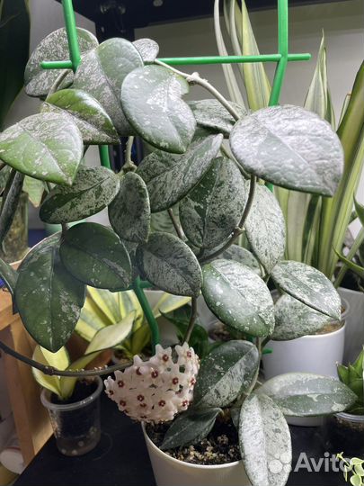 Хойи, дисхидии сортовые