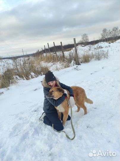 Добрая собака в добрые руки