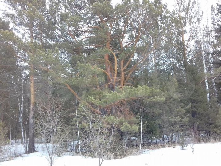 Участок 1,2 га (СНТ, ДНП)