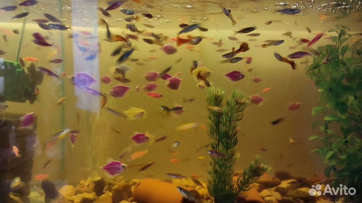 Аквариумные рыбки