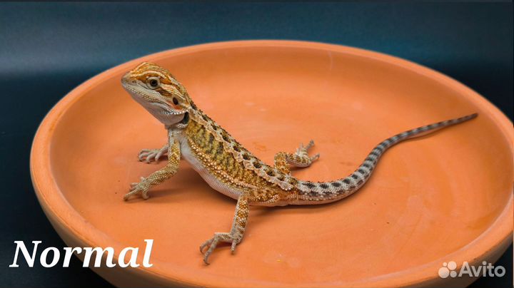 Бородатая агама